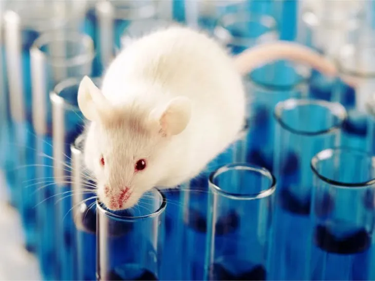 Brasil prohíbe uso de animales para ensayos en la industria cosmética