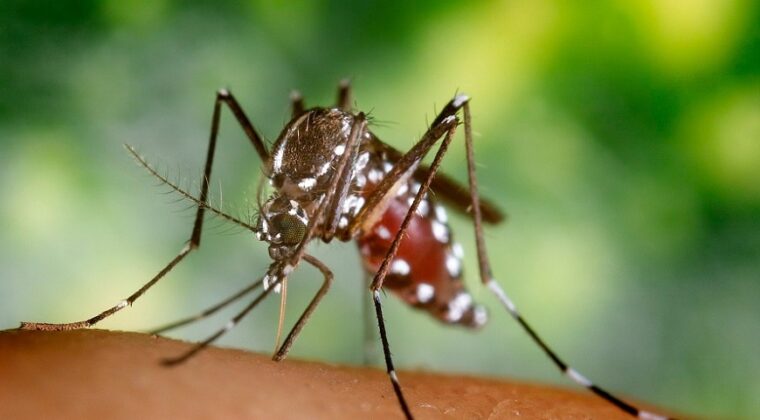 Reportan considerable aumento de casos de dengue