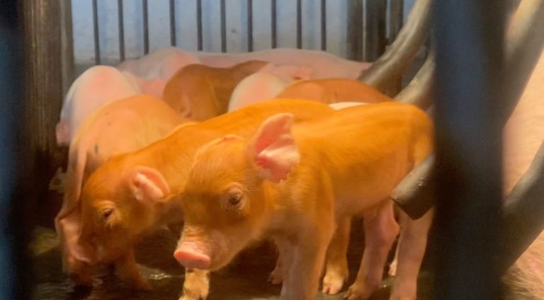 Taiwán brinda apoyo a Paraguay para prevenir la peste porcina africana