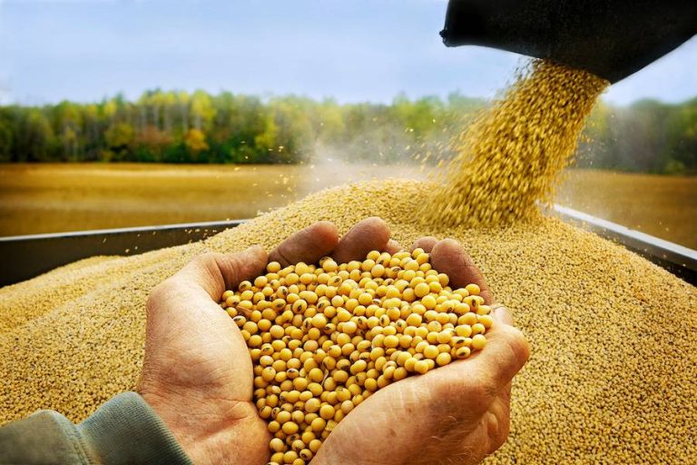 Exportaciones al cierre de agosto superan US$ 11.000 millones: la soja y otros agronegocios, encabezan