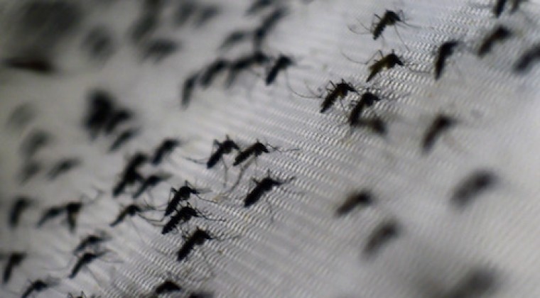 Reportan 167 casos de dengue: la mayoría se concentra en cuatro departamentos