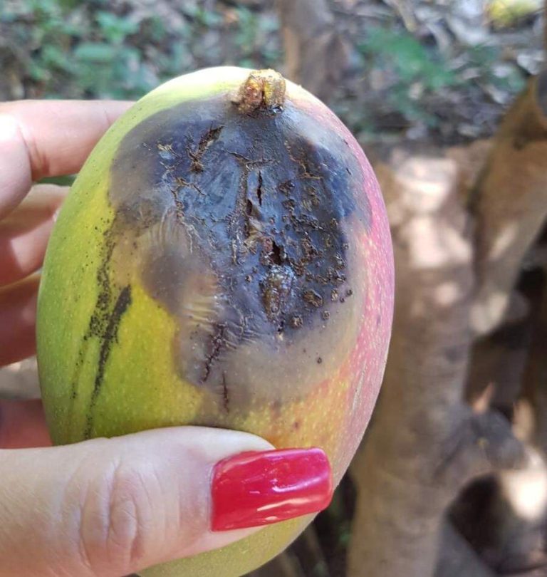 Recomiendan enterrar mangos caídos para evitar la propagación de moscas en el siguiente periodo