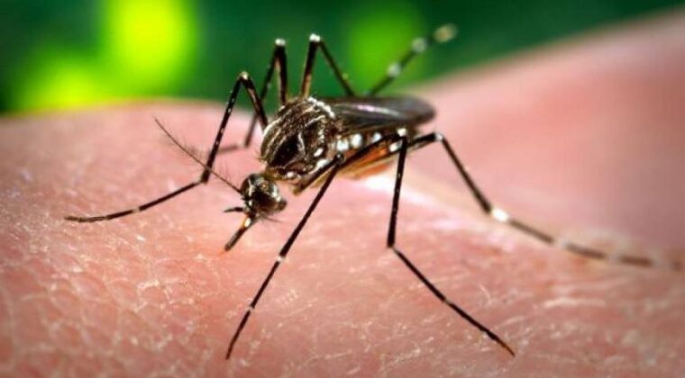 Salud reporta brote de dengue en barrios de Asunción