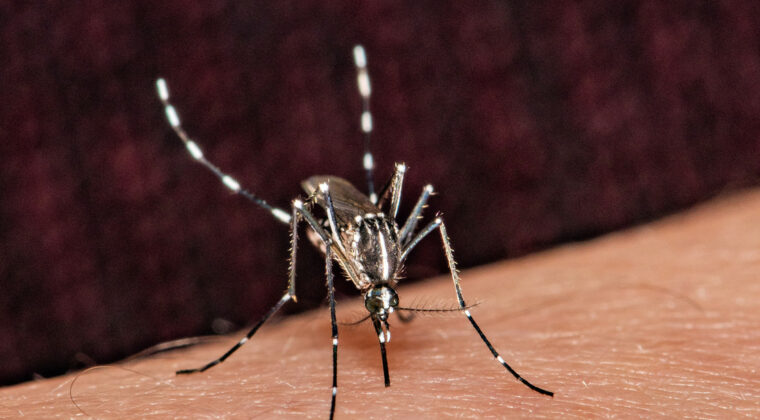 Alerta dengue: suman 795 casos registrados en las últimas semanas