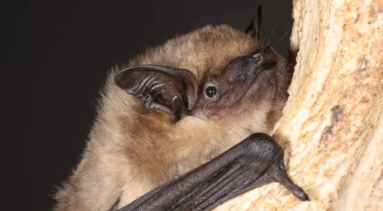 Jubilado neerlandés ayuda a resolver el misterio del fabuloso pene de un murciélago