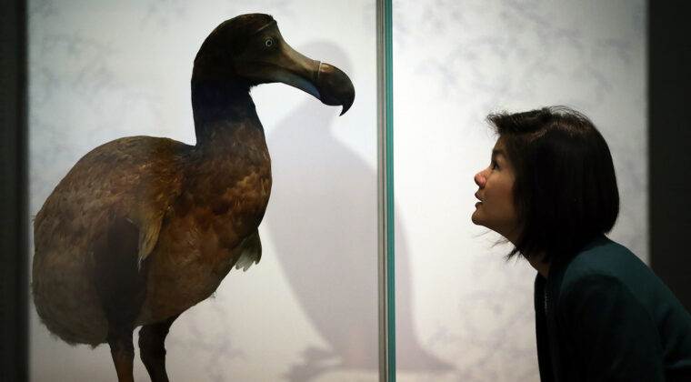 ¿Cómo será el plan de ‘desextinción’ para regresar a la vida al pájaro dodo?